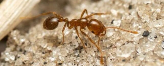 Invasive Red Fire Ants Have Now Spread to Europe, Scientists Warn