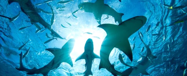 Sharks And Fish Underwater