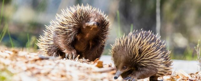 Two short-beaked echidnas in the wild