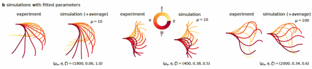 Ein Diagramm, das zeigt, wie Simulationen die Bewegungen von Spermienglagellen modellieren, die in experimentellen Daten beobachtet werden. 