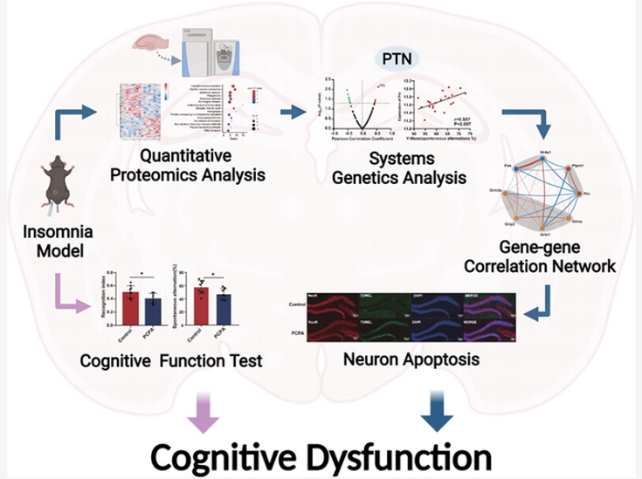 A model of how sleep loss affects cognitive dysfunction in mice 