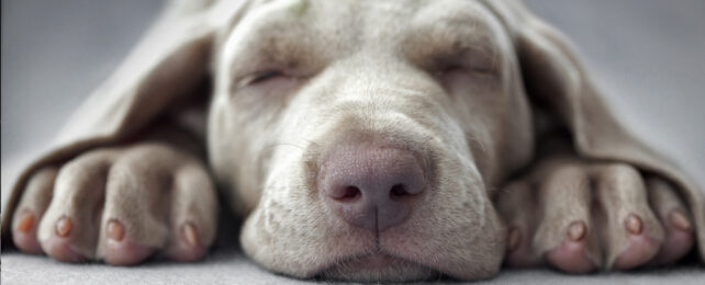 Snout facing view of a snoozing light colored grey/brown puppy.