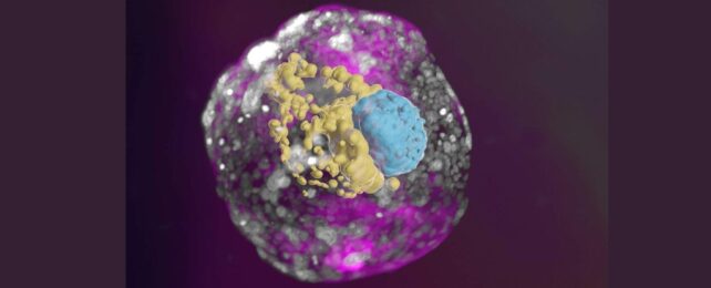 A stem cell–derived human embryo model at a developmental stage equivalent to that of a day 14 embryo