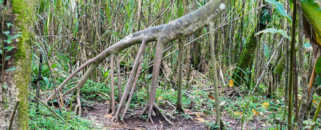 There is a persistent rumor that this tree can roam, but is it true?  Science alert