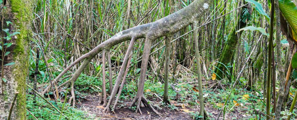 Un rumor persistente sugiere que este árbol puede caminar, pero ¿es cierto?  : Alerta científica