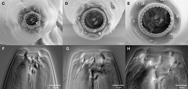 Worm mouths