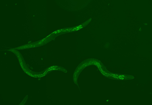 Caenorhabditis elegans worms