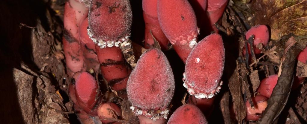 Balanophora: A Fascinating Parasitic Plant with a Pruned Genome