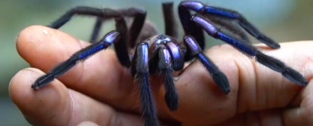 blue tarantula on a person's hand