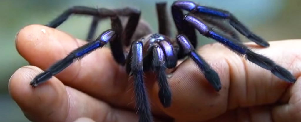 blue tarantula spider