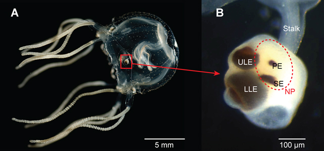 Rhopalium of a box jellyfish