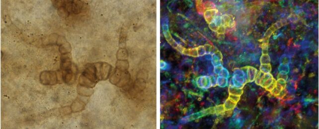 This Ancient Organism Crawled Onto Land Over 400 Million Years Ago