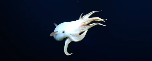 dumbo octopus