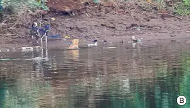 dog in a river with a crocodile nearby