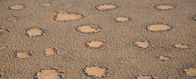 Atlas of Mysterious Fairy Circles Shows They're More Widespread Than We Thought
