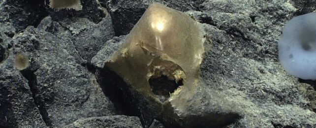 Golden Orb Found at The Bottom of The Ocean Mystifies Scientists
