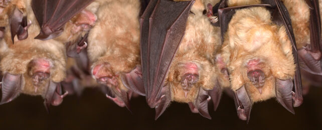 lesser horseshoe bats hanging upside down in a cave