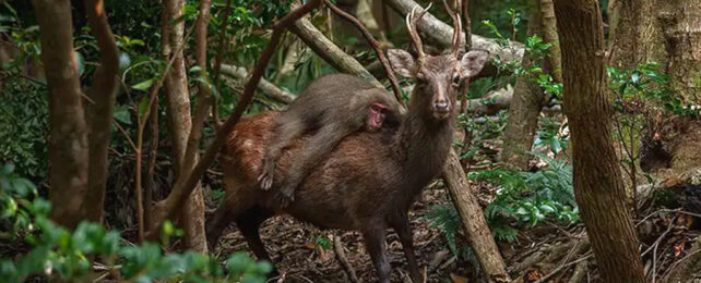 macaque on the back of a deer in a forest