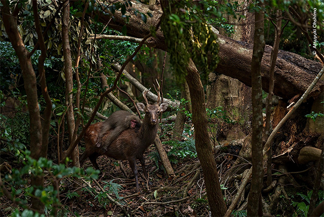 full image of a macaque on the back of a deer in a forest