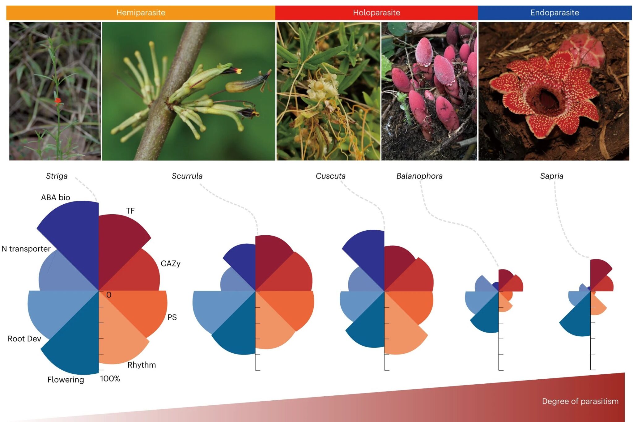 Weird, Fleshy Plant Parasite Has One of The Weirdest Genomes to Date