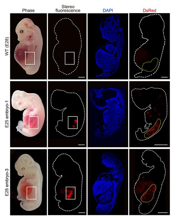 pig embryos with human kidneys