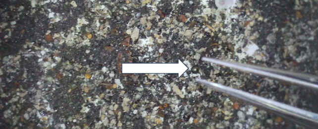 spherule in sediment with tweezers indicating tiny size