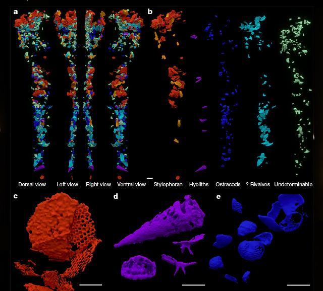 false colour computerized images of particles in digestive tract