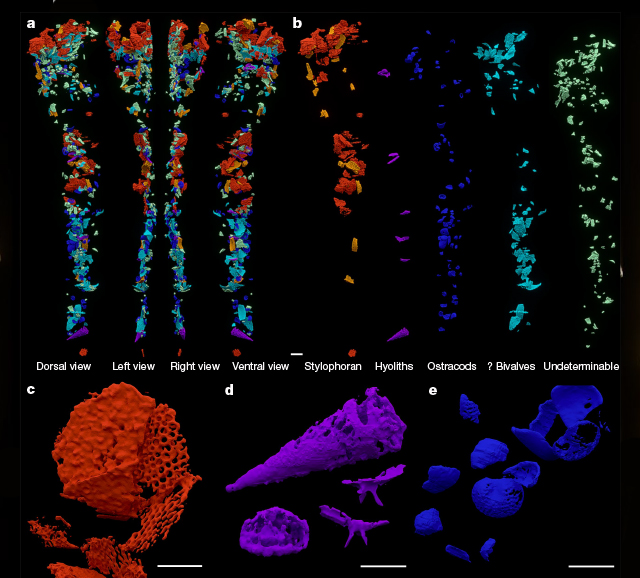 Imagens computadorizadas em cores falsas de moléculas no sistema digestivo