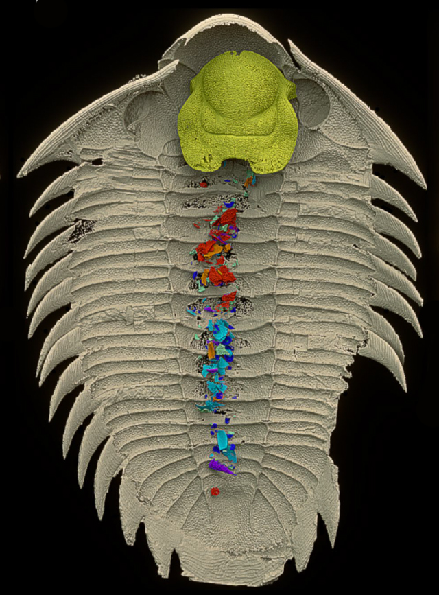 computerized false colour view of insides of trilobite gut 