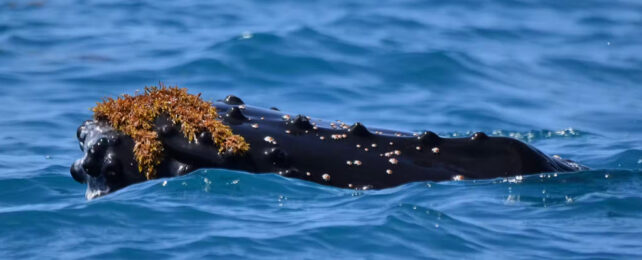 kelp on whale's head