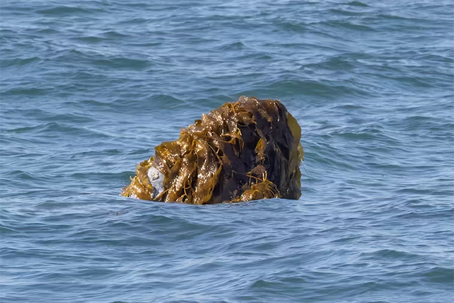 whale nose poking from the water with kelp on it