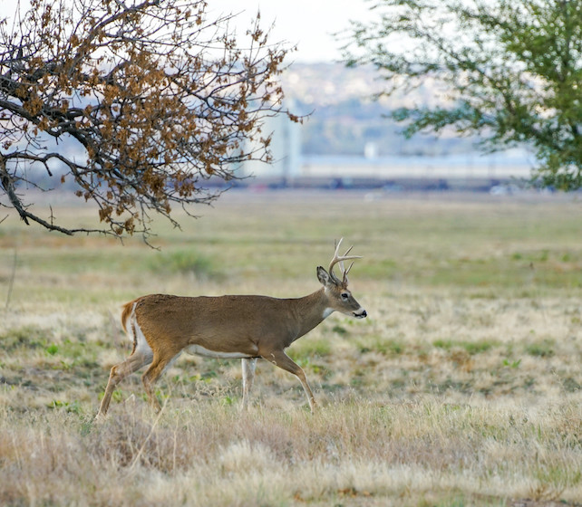 white-tailed deer