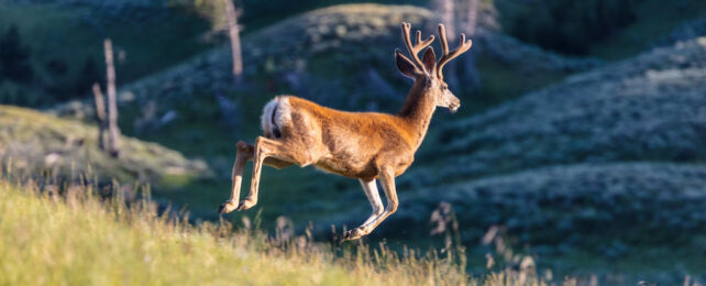 white-tailed deer jumping