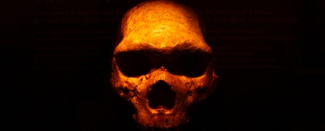 Ancient Human Skull
