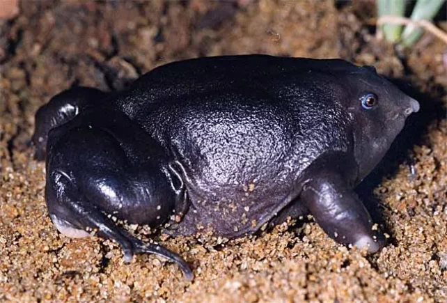 Bizarre looking purple frog is a burrowing.