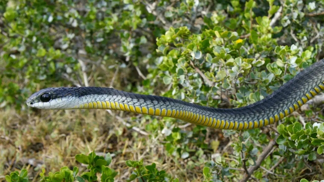 Snake - Figure 2