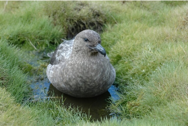 A brown skua sitting in grass with water