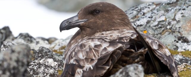 A brown skua close up with snowy background