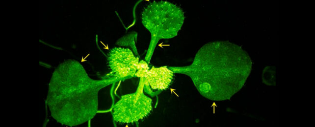 Round leaf plant fluorescing green with arrow pointing to burst of colour.