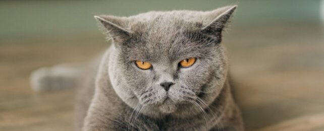 Cats Have Hundreds of Distinct Facial Expressions We Never Knew About