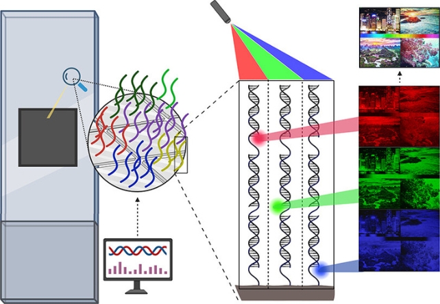 A graphic depicting the process of DNA 'painting'