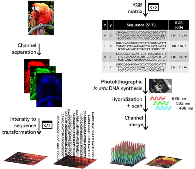 A graphic showing steps to create the DNA 'painting'