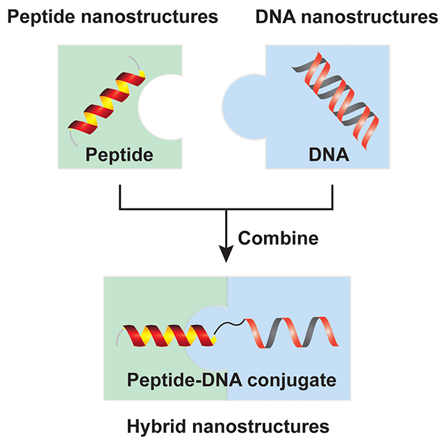 DNA peptide