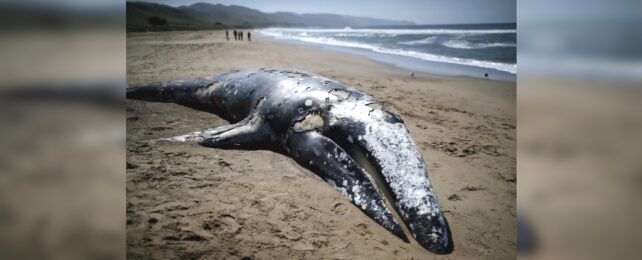 Dead Whale On Beach