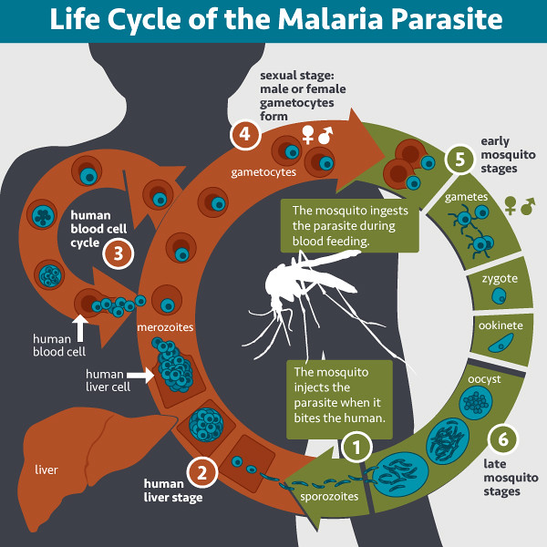 The complicated life cycle of the malaria parasite explained in a diagram