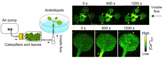 Diagram of plant leaves in bottle connected to pump with air flow over a second plant in petri dish. 