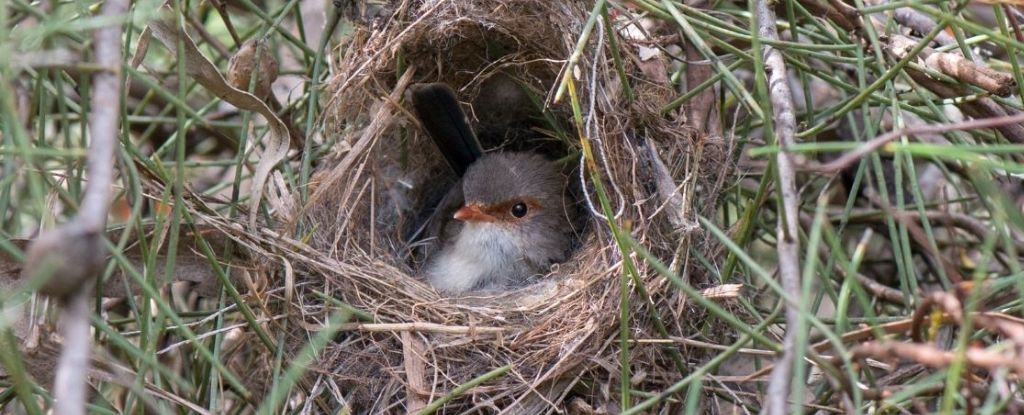 In a surprising discovery, wrens teach their young to sing before they hatch – ScienceAlert