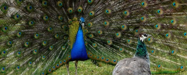 Female Animals Teach Each Other to Choose Unusual Males, Research Suggests