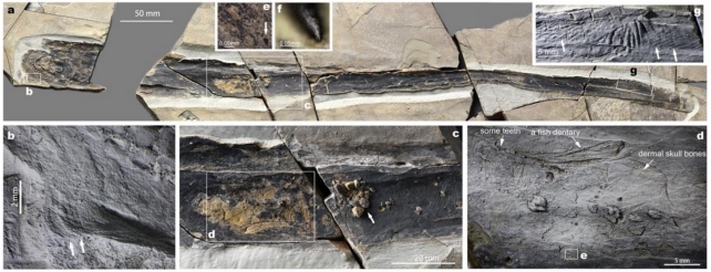 Fossils of Yanliaomyzon occisor