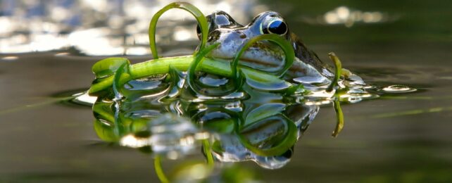A frog peeking over some green leafy things in a pond
